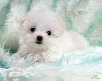 White Baby Dog Wallpaper
