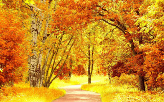 Fall Foliage Wallpaper HD