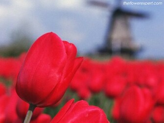 Red Tulips Wallpaper