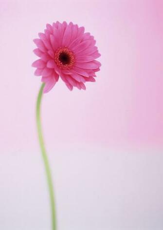 Beautiful Flowers Photos Very Nice