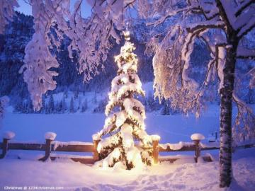 White Christmas Tree Wallpaper Light