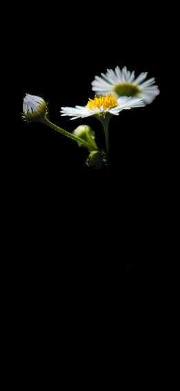 White Flower iPhone Wallpaper