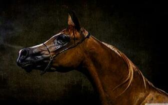Arabian Horse Wallpaper