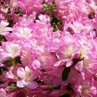 Sakura Flowers Wallpaper HD Topwallpaper