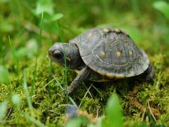 Animal Turtle Desktop Wallpaper Sea Front On Face