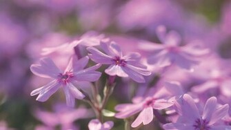 Pink Wildflowers Widescreen Wallpaper