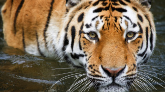 Cool Tiger Background Wallpaper
