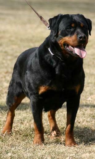 Bigger Rottweiler HD Live Wallpaper For Android Screenshot