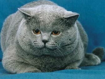 Funny Fat Cats Make2fun
