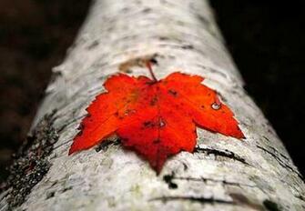 Source Url Axsoris Fallen Maple Leaf Wallpaper Html