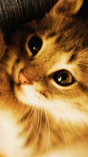 Happy National Cat Day Wallpaper iPhone