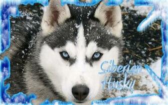 Husky Wallpaper Desktop Background