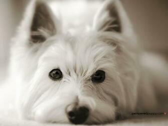 West Highland White Terrier Wallpaper