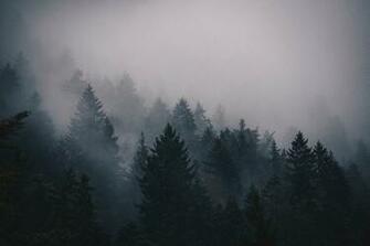 Foggy Forest Wallpaper Nature HD