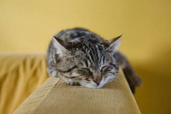 Sleeping Cat Pictures Image