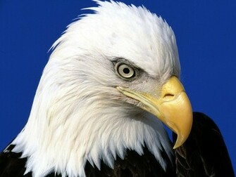 Noble Lead Bald Eagle Wallpaper HD