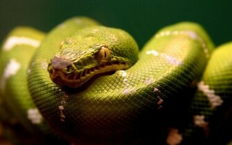 Green Snake Wallpaper HD