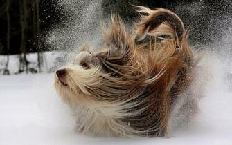 HD Animal Wallpaper Of A Dog Playing In The Snow