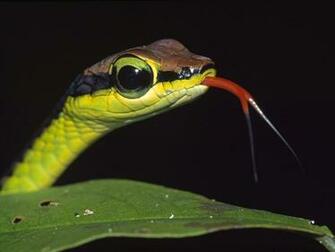 Wallpaper Desk Reptiles HD