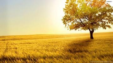Alone Tree In Sabana Wallpaper Widescreen Desktop Background