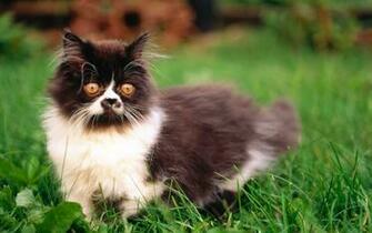 Widescreen Cat Wallpaper HD