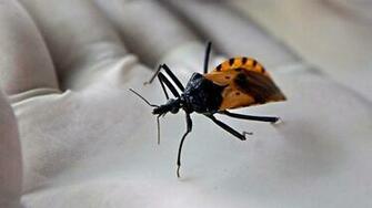 Kissing Bug Disease More Deadly Than Thought Cnn