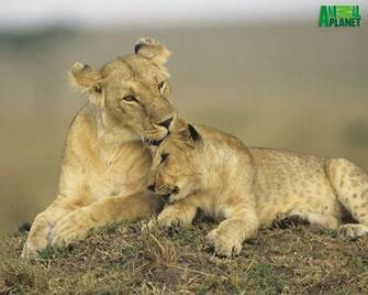 Animal Planet Picture Wallpaper