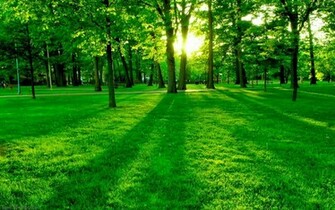 All Wall Wallpaper Eye Soothing Natural Green