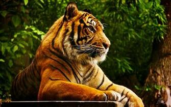 Tiger Desktop Pc And Mac Wallpaper