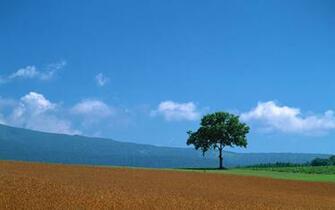 Country Wildfield Landscape Wallpaper Prints Posters