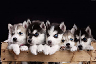 Aesthetic Animals Wallpaper