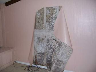 Effective Mold Identification And Treatment Tips For A Healthy Home