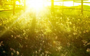 Spring Morning Sunshine Line 17qq
