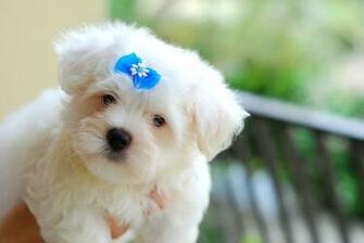 Toy Dog Puppies Pictures