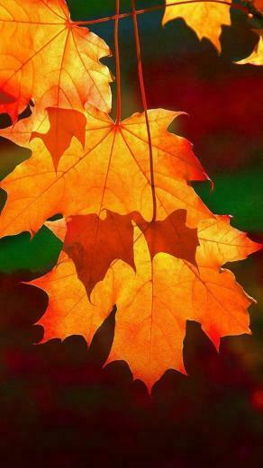 Beautiful Autumn Wallpaper Awesome Scenery