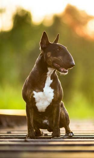 Animal Bull Terrier Wallpaper Id