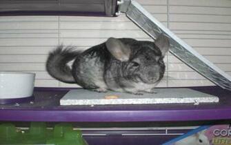 HD Chinchilla Wallpaper