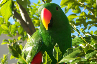 Eclectus Parrot HD Wallpaper And Background