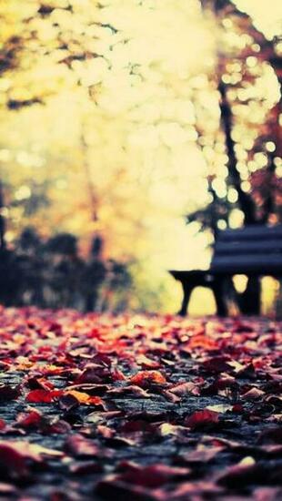 Autumn Leaves Park Bench iPhone Wallpaper Cool Background