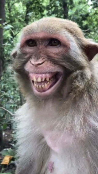 Funny Smiling Monkeys Wallpaper