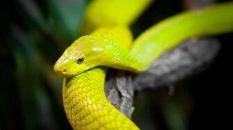 Blue Snake Wallpaper Yellow