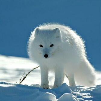Snow Fox iPad Air Wallpaper iPhone