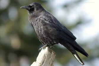 Beautiful Wallpaper For Desktop Crow HD