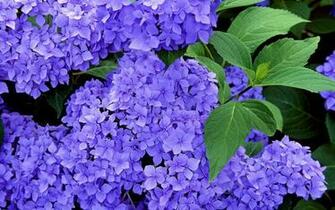 Blue Hydrangeas Wallpaper Flower
