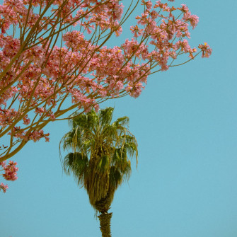 Best Ios Summer Wallpaper For Your Home Screen Aesthetic