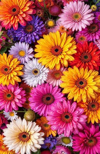 Full Screen Flower Wallpaper