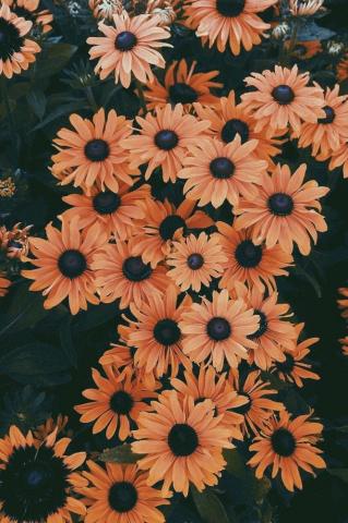 Fall Flower Background iPhone Wallpaper Teahub Io