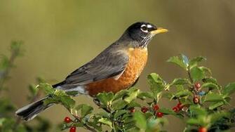 Animal Wallpaper Wildlife Bird Photo