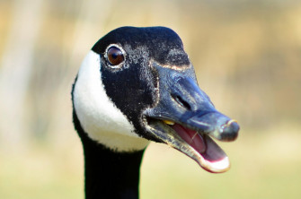 Canada Goose HD Wallpaper