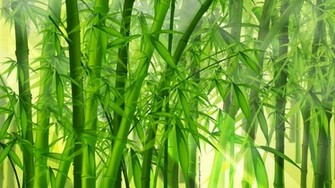 Bamboo Forest Nature Wallpaper HD